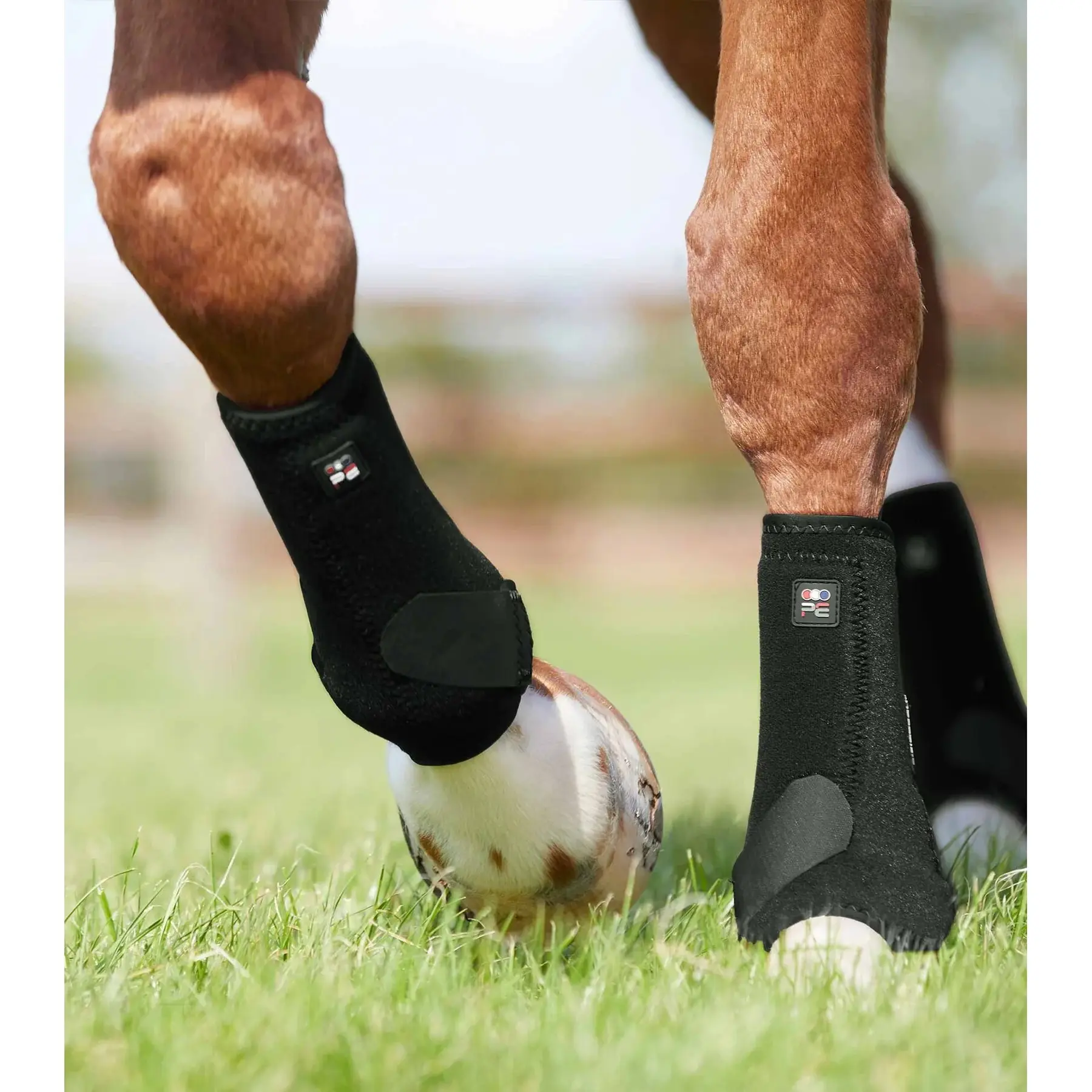 sportisgood371265
